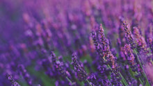 Load and play video in Gallery viewer, Lavender Field
