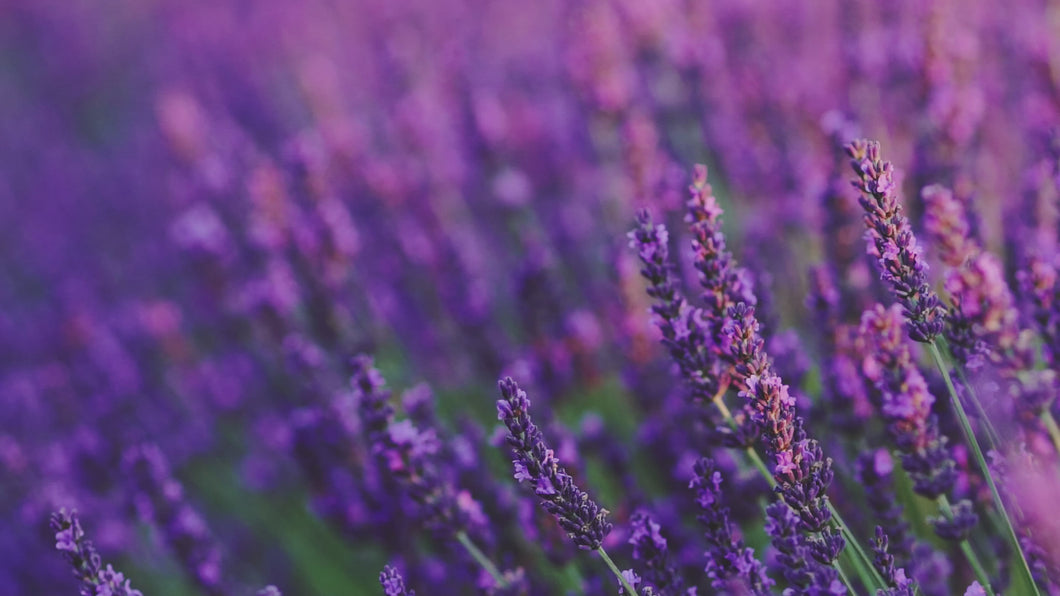 Lavender Field